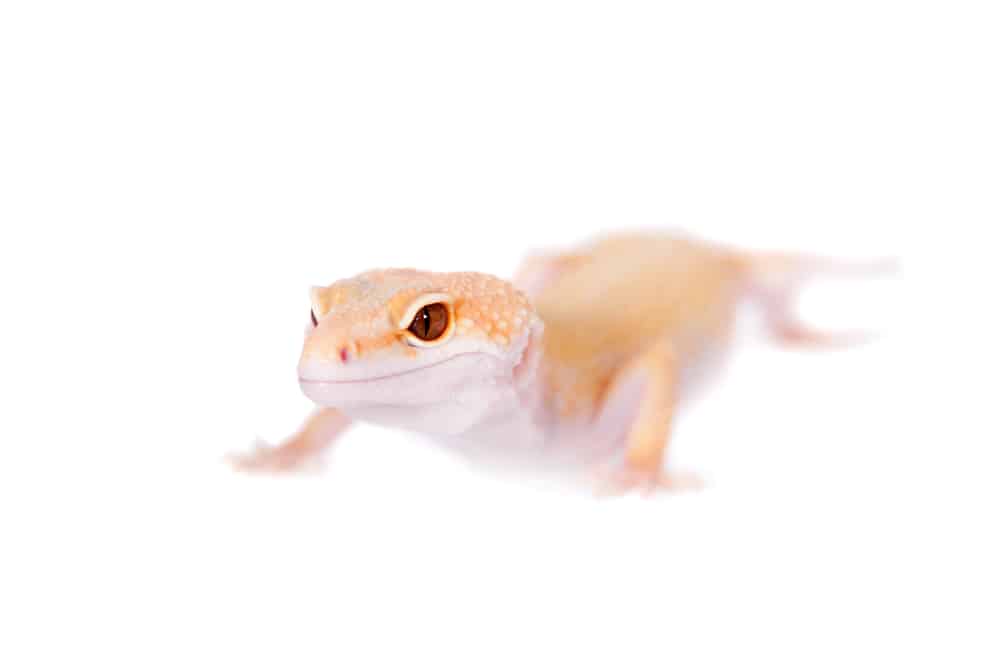 Albino leopard gecko against a white background