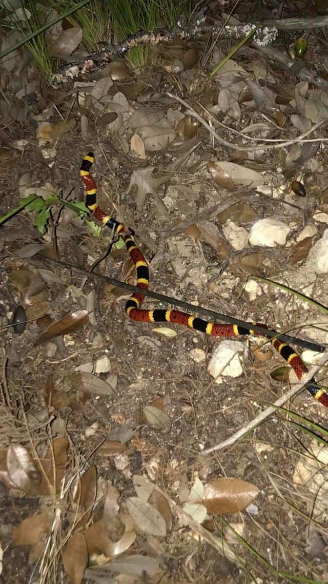 Texas coral snake slithering on the ground