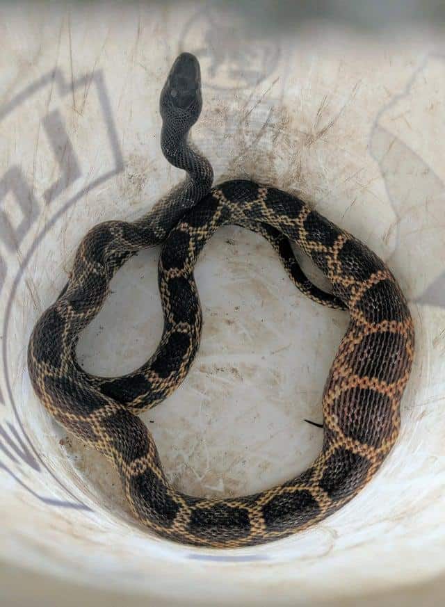 Rat snake sitting inside a white container