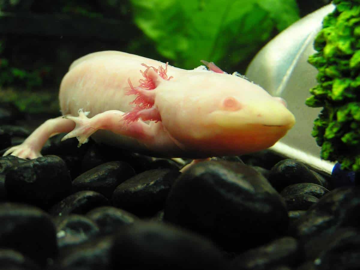 An axolotl with deteriorated gills