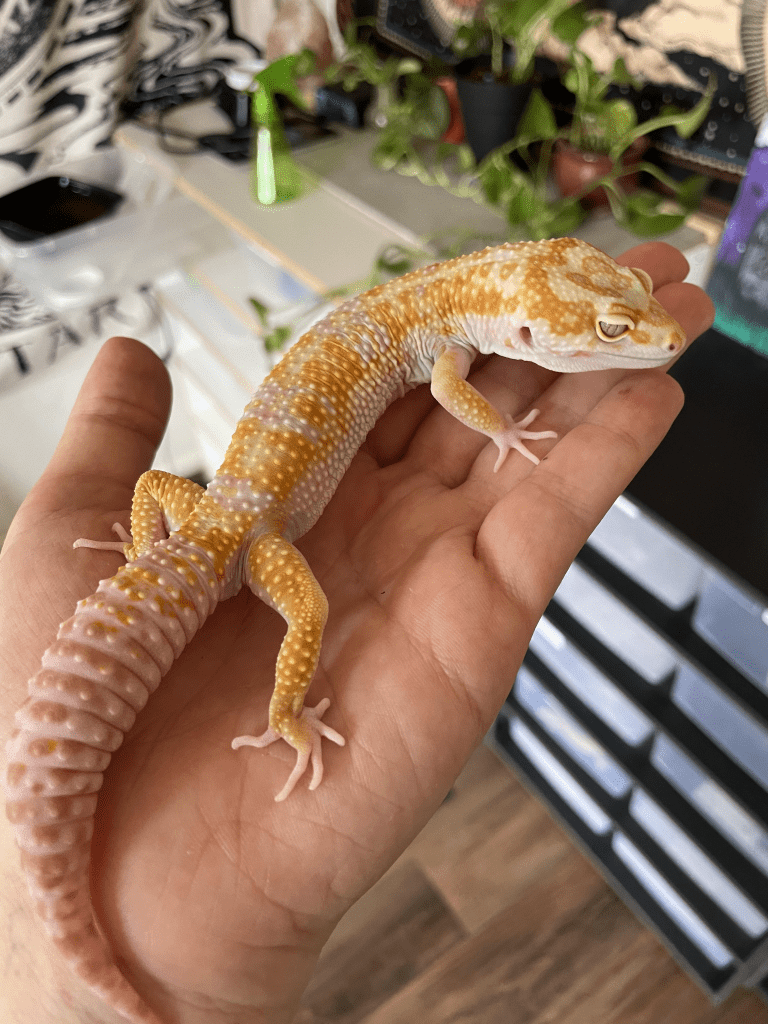 Tremper Albino Leopard Gecko in its owner's hands