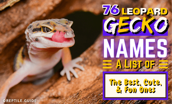 76 Leopard Gecko Names A List of the Best, Cute, & Fun Ones