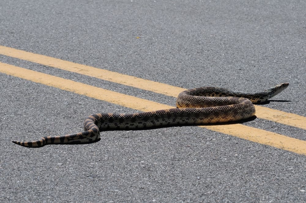A Bull Snake in the middle of a two-lane road