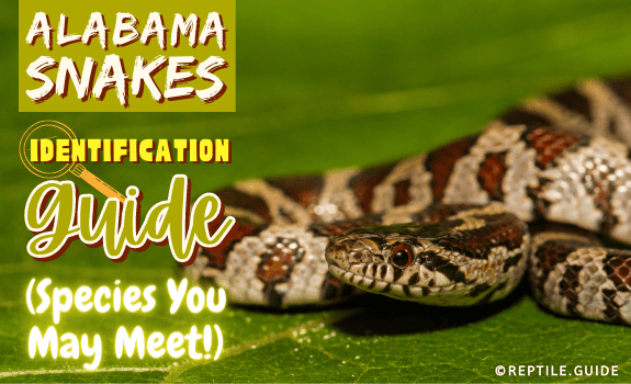 Alabama Snakes Identification Guide (Species You May Meet!)
