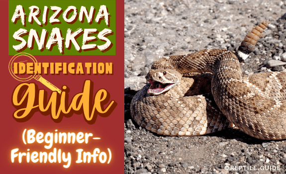 Arizona Snakes Identification Guide (Beginner-Friendly Info)