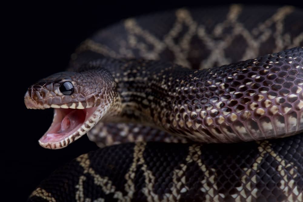 Black pine snake with its mouth open