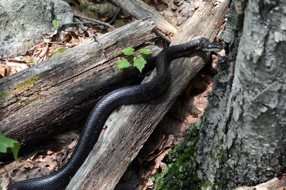 Black Rat Snake among various barks of wood