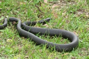 Georgia Snakes Identification & Safety Guide (With Pictures)