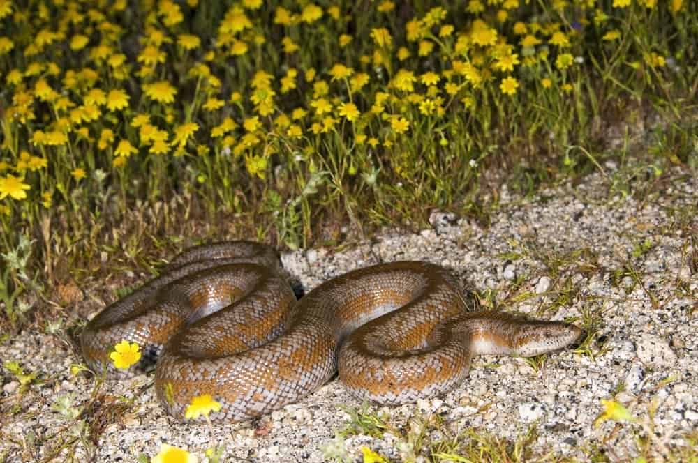 Coastal Rosy Boa crawling on the ground next to a flowerbed