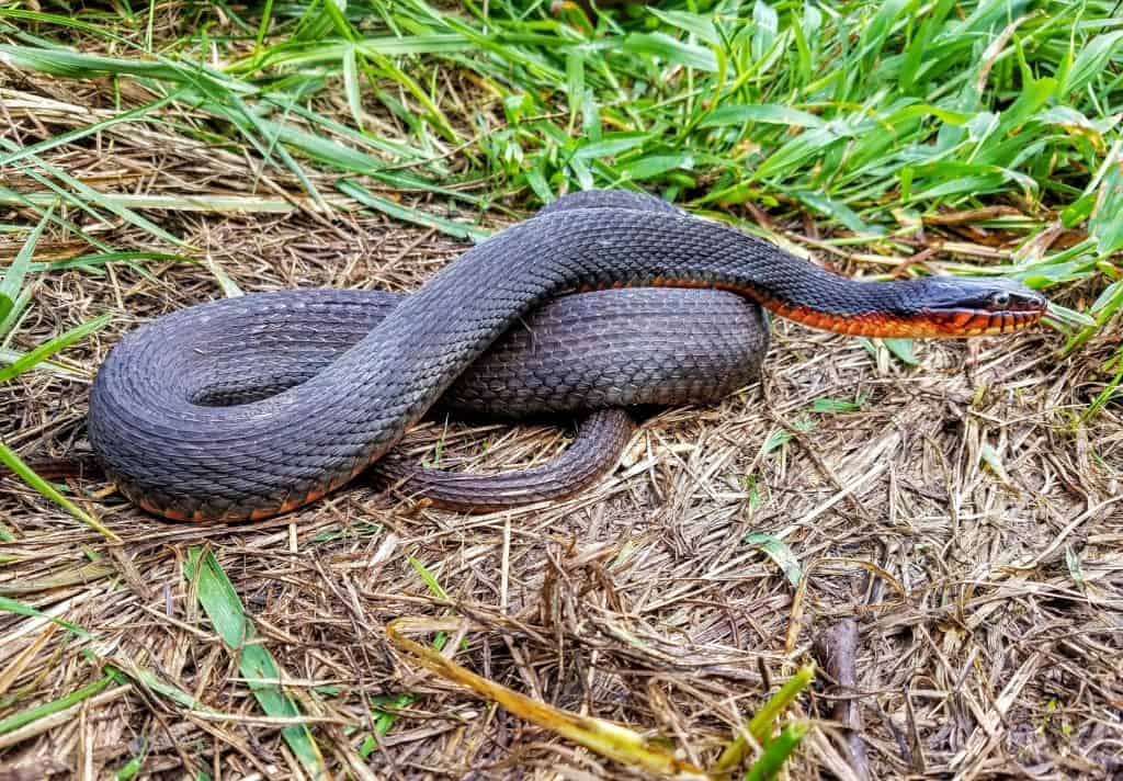 Copper-bellied water snake on dead grass