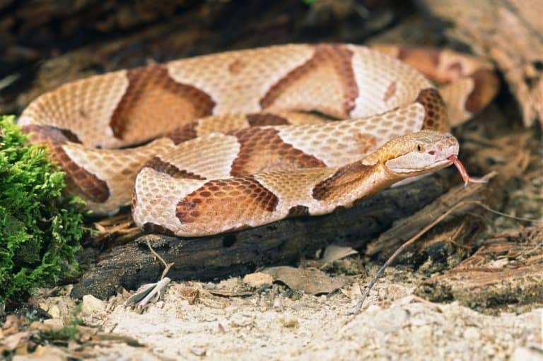 Missouri Snakes Identification Guide (Everything To Expect)