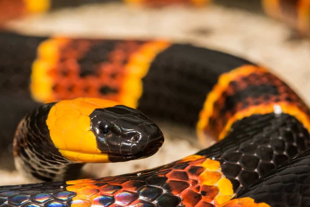 Closeup of a Coral Snake