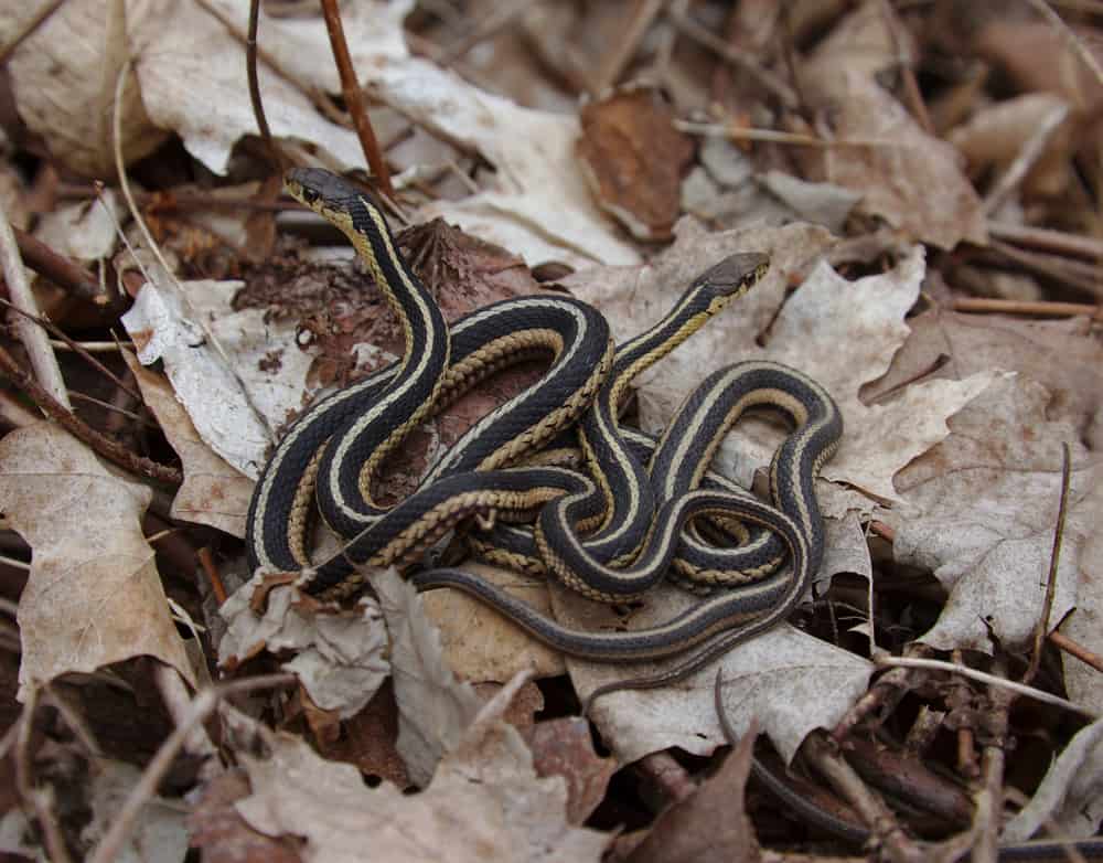 Eastern Garter Snake on dead leaves