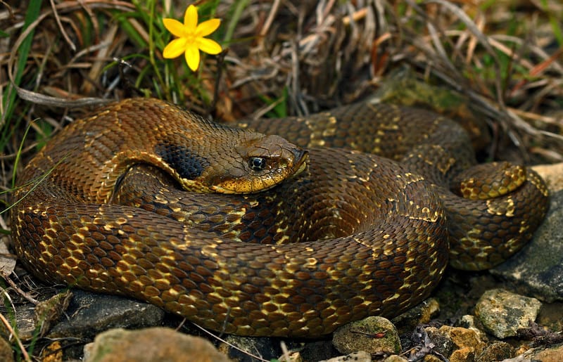 Eastern Hognose Snake next to grass and a yellow flower