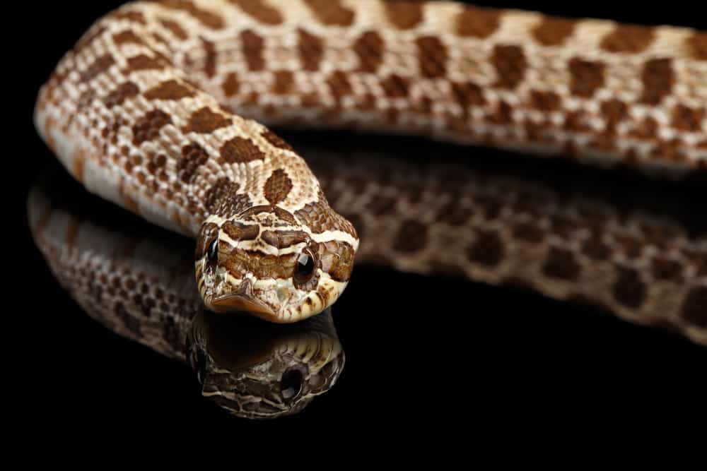 Eastern Hognose snake against a black background