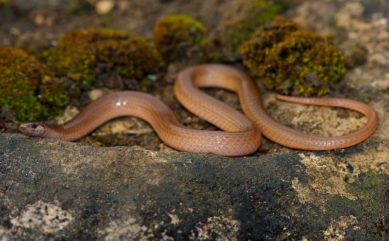 Flatheaded Snake slitehering on the ground