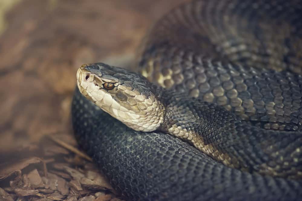Sideview of a Northern Cottonmouth snake's head