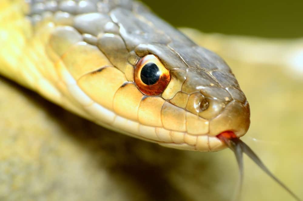 Closeup of a Garter Snake flicking its tongue