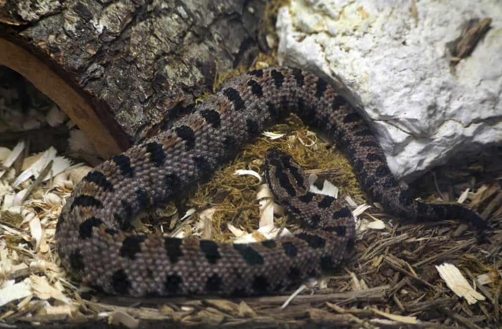 A Pigmy Rattlesnake on the ground