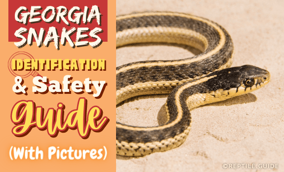 Georgia Snakes Identification & Safety Guide (With Pictures)