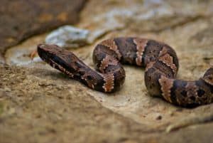 Missouri Snakes Identification Guide (Everything To Expect)