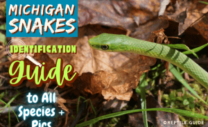 Michigan Snakes: Identification Guide To All Species + Pics