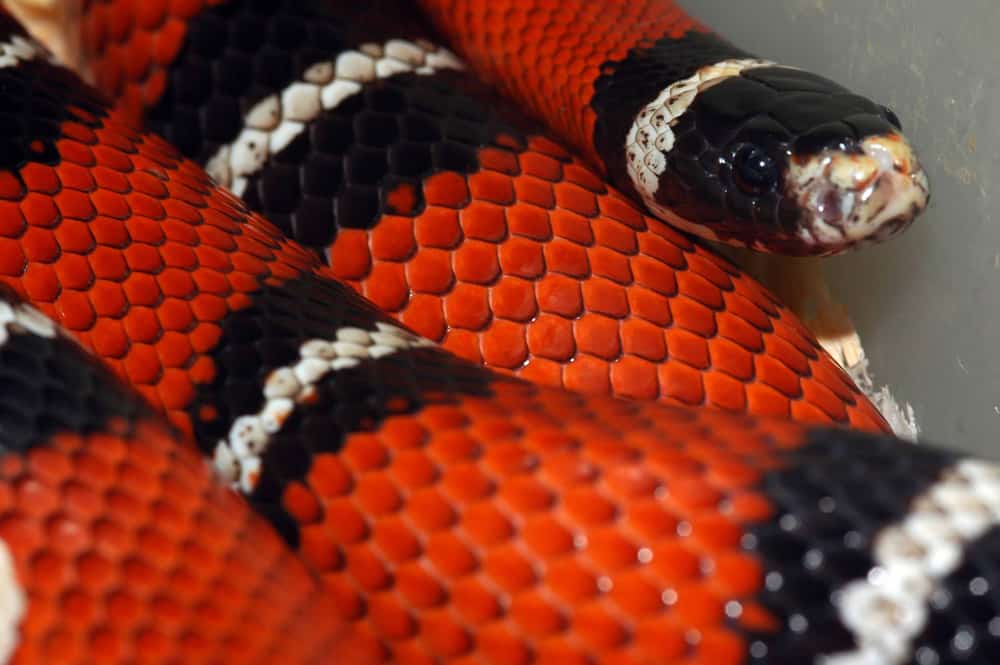 Closeup of a milk snake