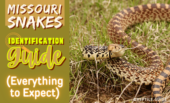 Missouri Snakes Identification Guide (Everything to Expect)