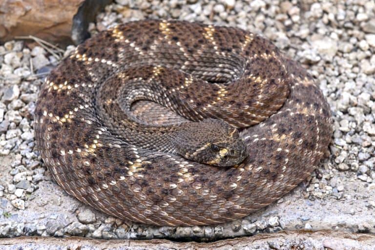 Arizona Snakes Identification Guide (Beginner-Friendly Info)