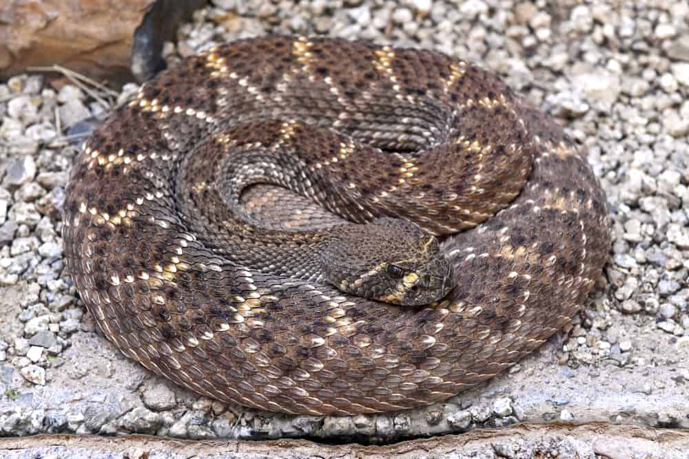 Overview shot of a Mojave rattlesnake curled up
