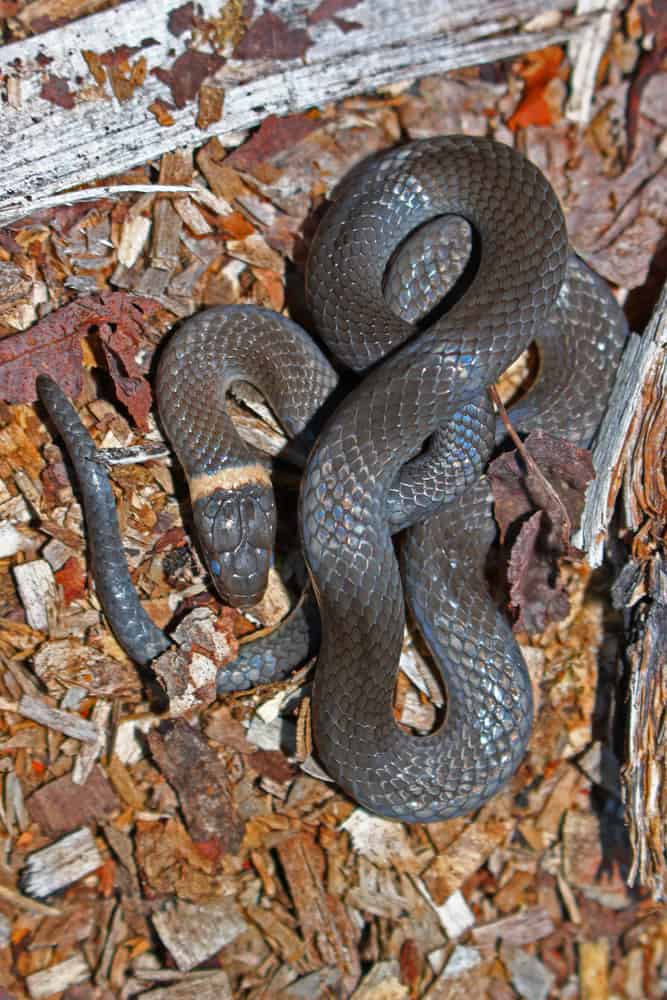 Northern Ring-Necked Snake on the ground among fallen leaves
