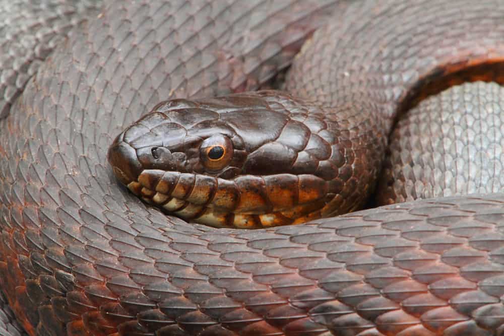 Close up of a Northern Water Snake curled up