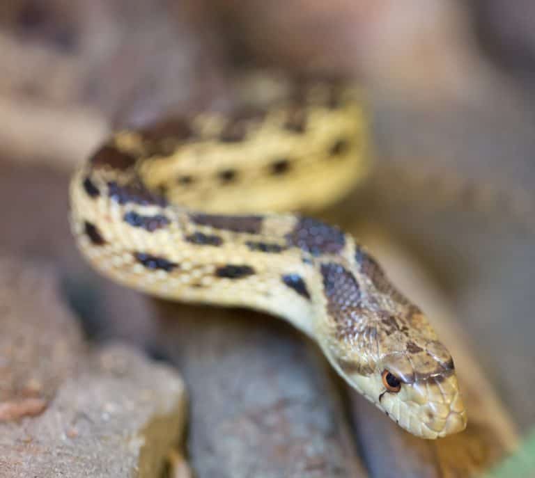 Arizona Snakes Identification Guide (Beginner-Friendly Info)