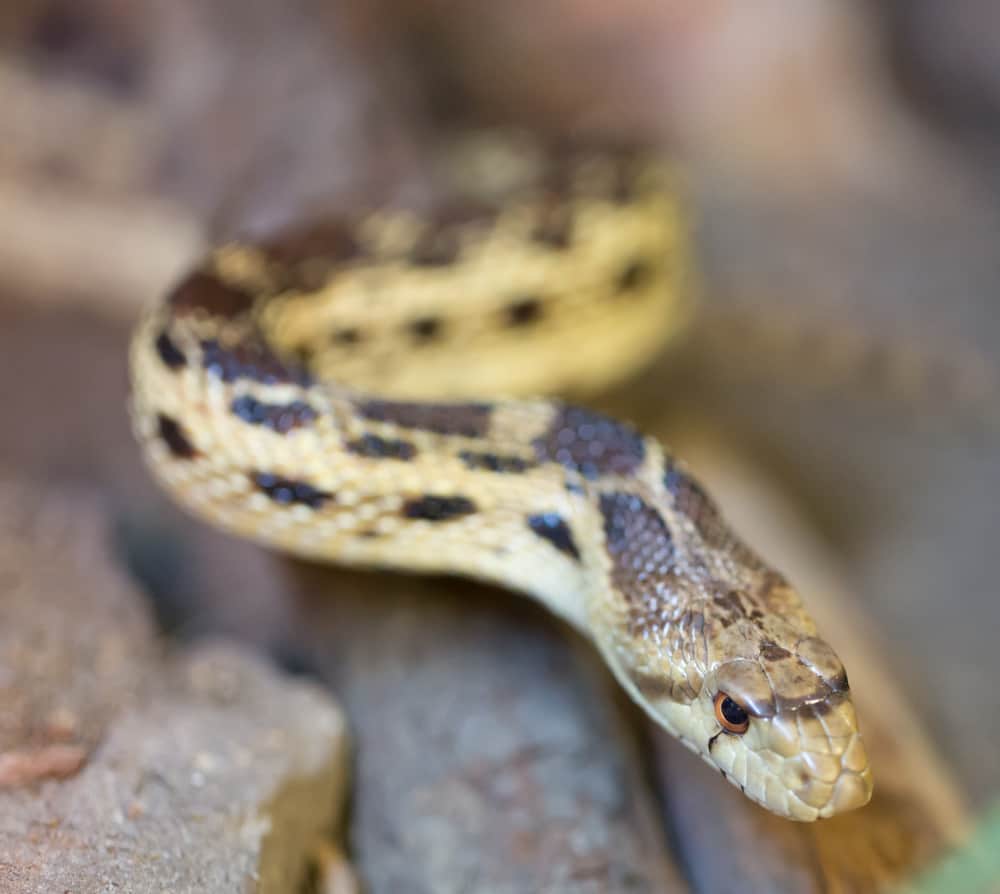Pacific Gopher Snake crawling on a branch