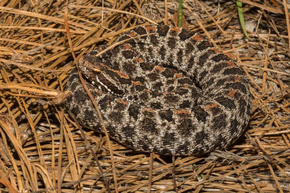 Pygmy Rattlesnake curled up on dead grass