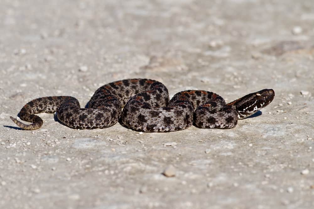 Pygmy rattler crawling on the ground
