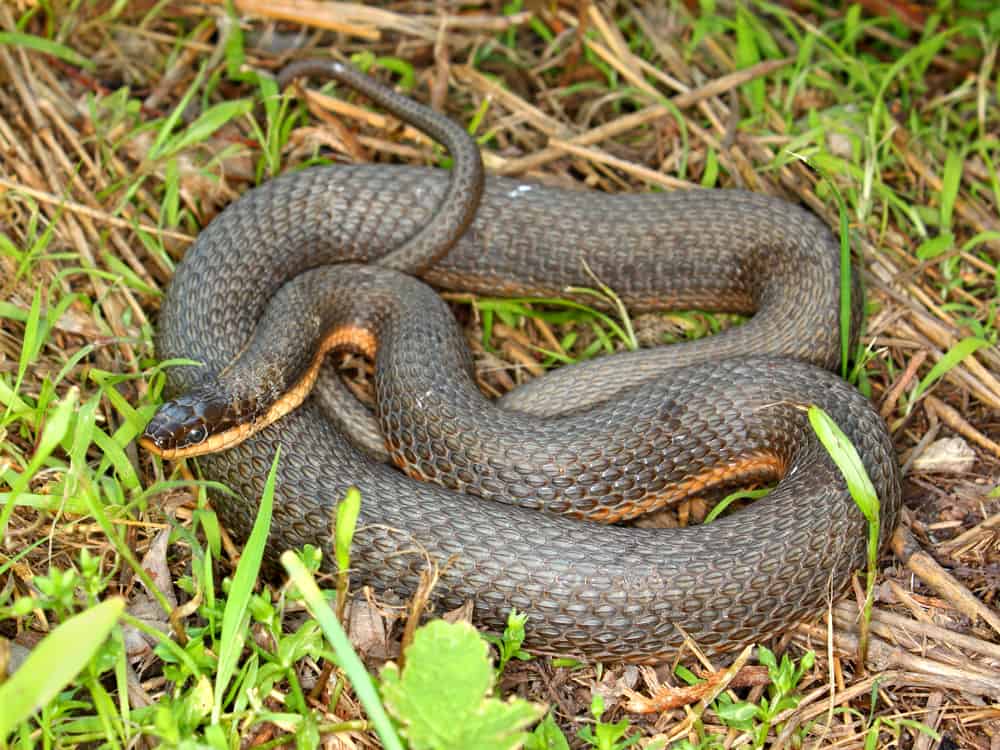 Queensnake curled up on the grass