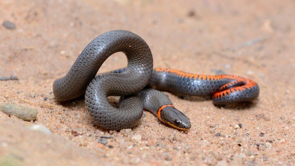 Ring-necked Snake curling on sand