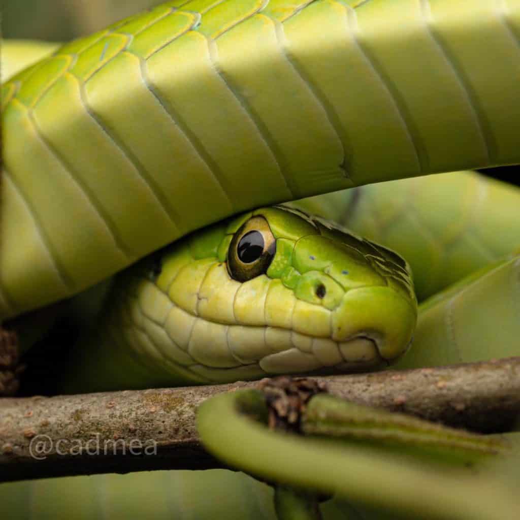 Rough Green Snake resting its head on a branch