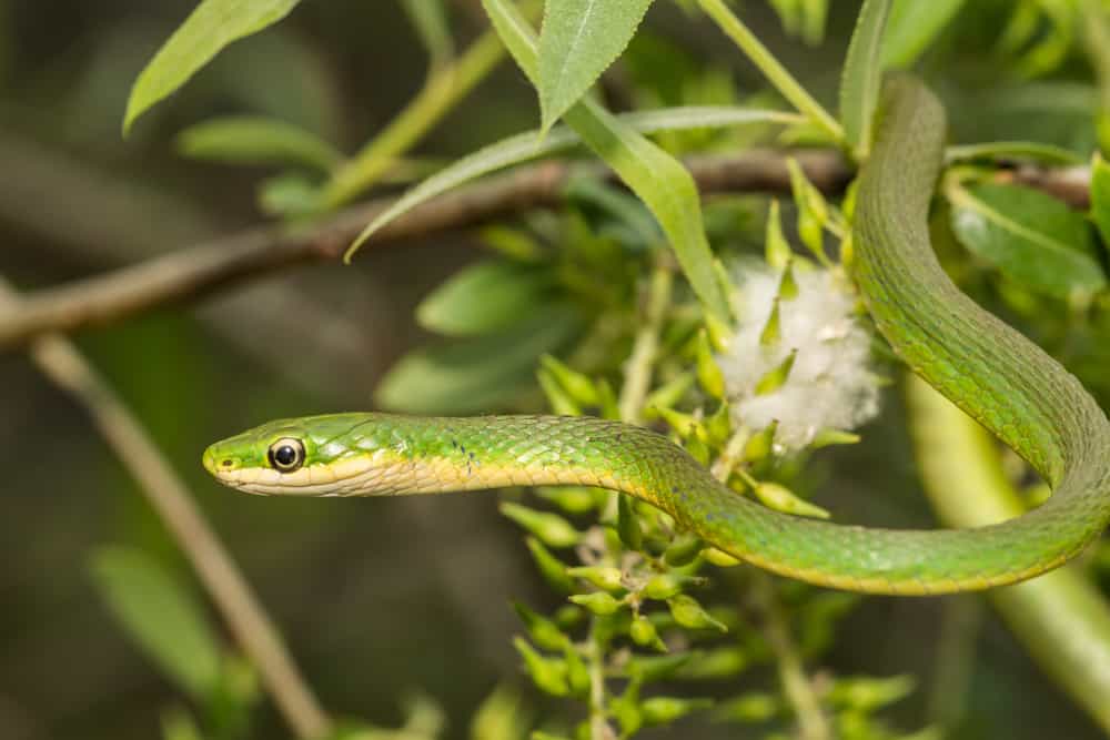 Rough Green Snake on a branch
