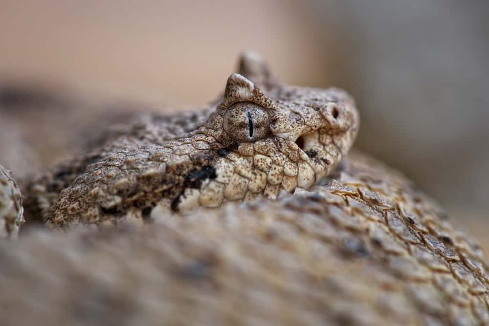 Sideview of a Sidewinder rattlesnake's head