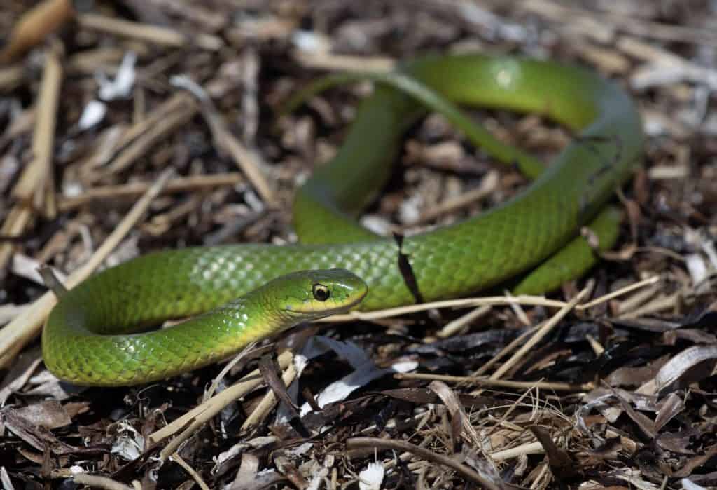 Smooth Green Snake crawling on fallen twigs