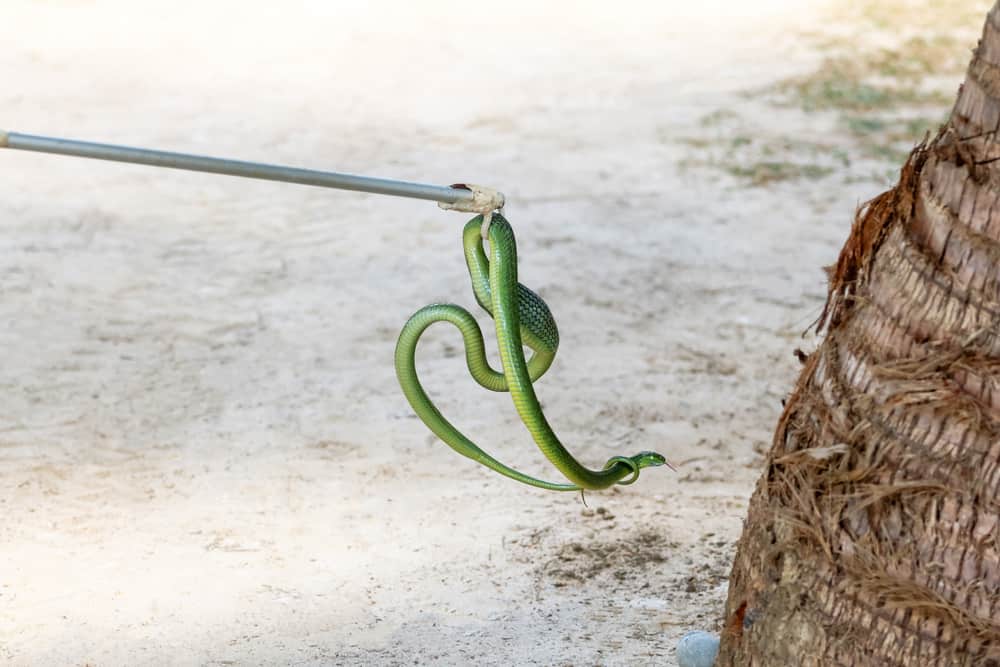 Snake handler picking up a wild snake