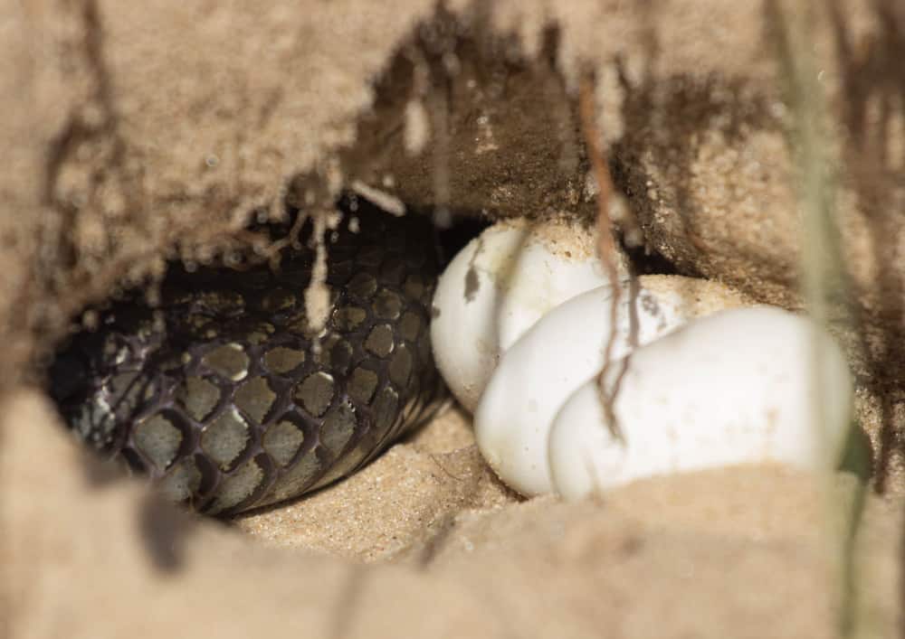 Snake eggs on sand