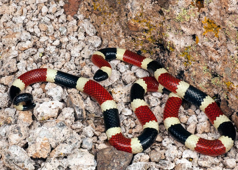 Sonoran Coral Snake