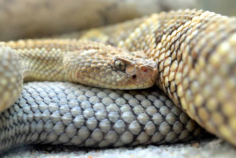 Closeup of a South American rattlesnake