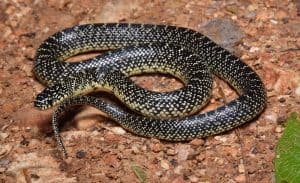 Missouri Snakes Identification Guide (Everything To Expect)