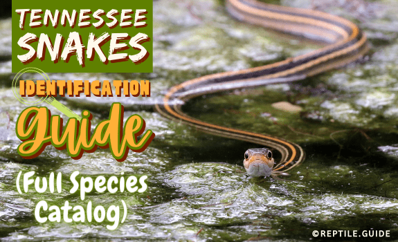 Tennessee Snakes Identification Guide (Full Species Catalog)