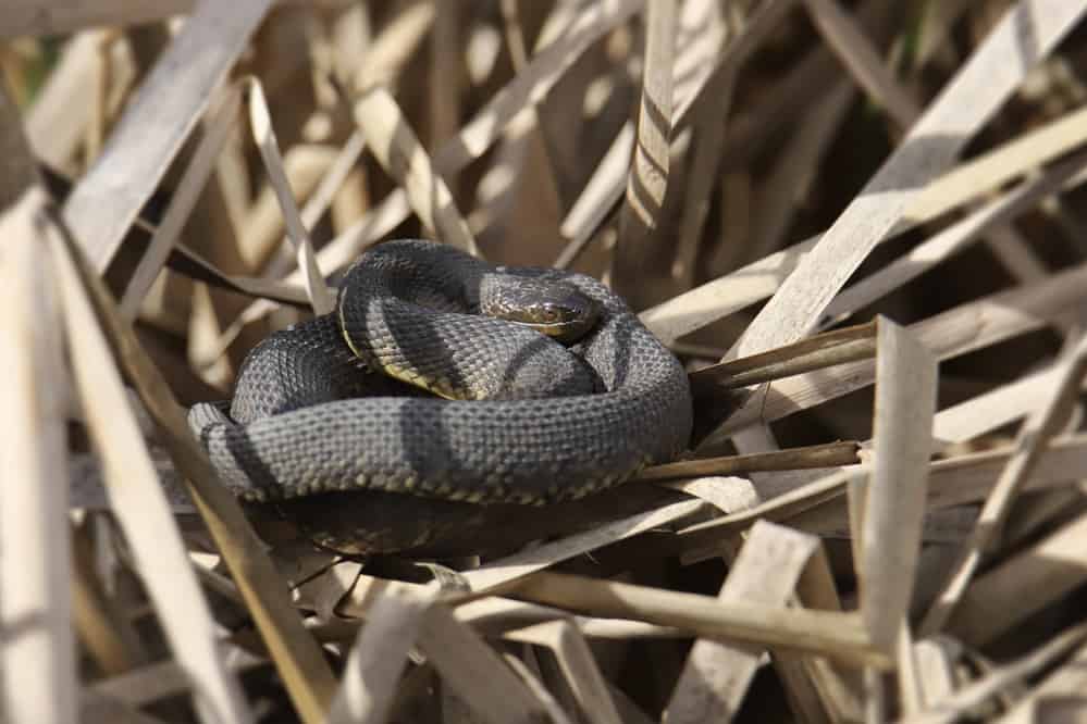 Water snake curled up on reeds