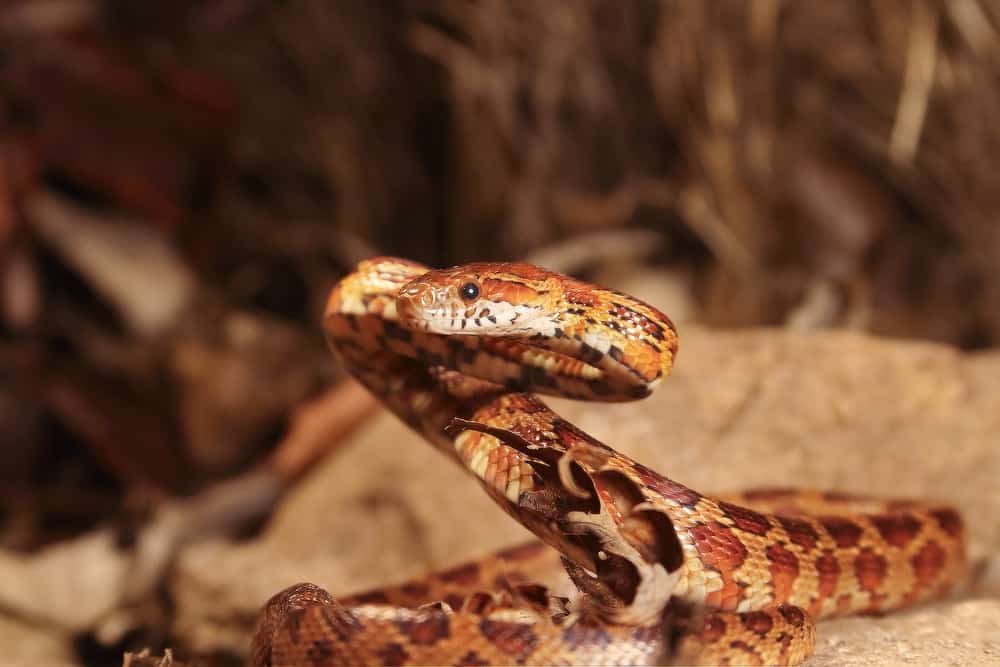 A corn snake raising its head and upper body while looking away from the camera